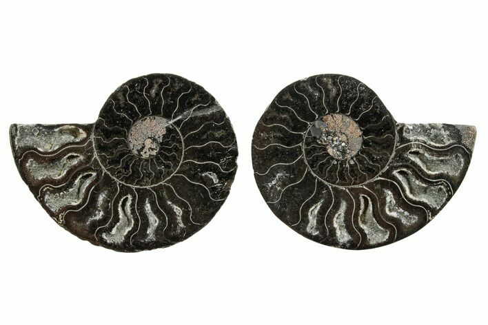 Cut & Polished Ammonite Fossil - Unusual Black Color #367734